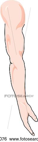 Stock Illustration - Lateral view of the external anatomy of a male person (arm).. Fotosearch