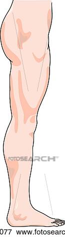 Lateral view of the external anatomy of a male person (leg, hip and pelvis). View Large Illustration Stock Illustration - Lateral view of the external anatomy of a male person (leg, hip and pelvis).. Fotosearch