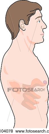 Lateral view of the external anatomy of a male person (head, chest and back). View Large Illustration Stock Illustration - Lateral view of the external anatomy of a male person (head, chest and back).. Fotosearch