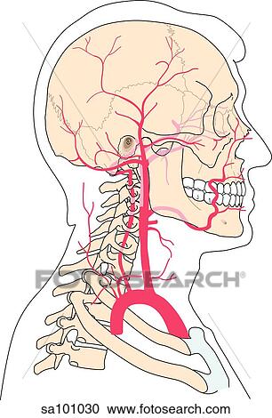 Lateral view of the head with arteries of the head and neck shown in relation to underlying skeletal structures. View Large Illustration Clipart - Lateral view of the head with arteries of the head and neck shown in relation to underlying skeletal structures.. Fotosearch