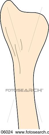 Stock Illustration - Lateral view of the knee joint showing the fibula.. Fotosearch