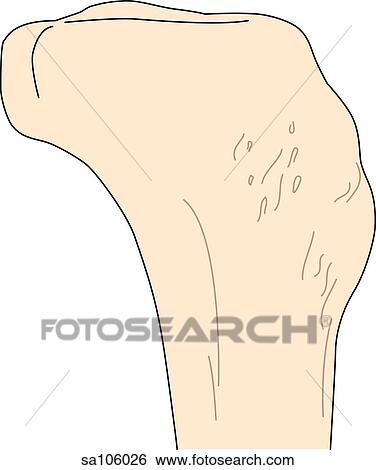 Lateral view of the knee joint showing the tibia. View Large Illustration Stock Illustration - Lateral view of the knee joint showing the tibia.. Fotosearch