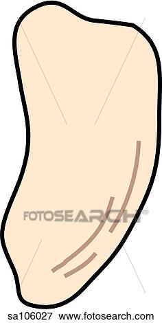 Stock Illustration - Lateral view of the knee joint showing the patella.. Fotosearch