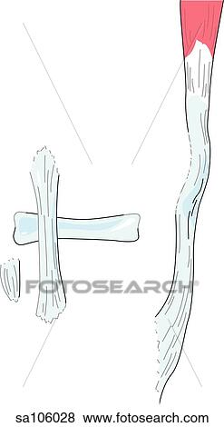 Lateral view of the knee joint showing the ligaments of the lateral knee. View Large Illustration Stock Illustration - Lateral view of the knee joint showing the ligaments of the lateral knee.. Fotosearch