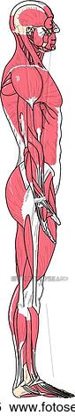 Stock Illustration - Lateral view of the muscles of the body.. Fotosearch