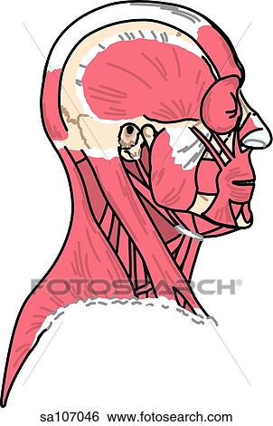 Lateral view of the muscles of the body (head and neck). View Large Illustration Stock Illustration - Lateral view of the muscles of the body (head and neck).. Fotosearch