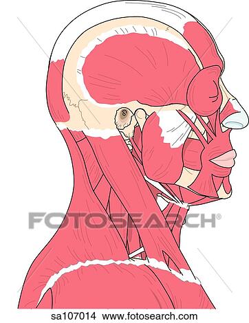 Lateral view of the muscles of the head and neck. View Large Illustration Stock Illustration - Lateral view of the muscles of the head and neck.. Fotosearch