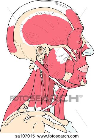 Stock Illustration - Lateral view of the muscles of the head and deep muscles of the neck.. Fotosearch