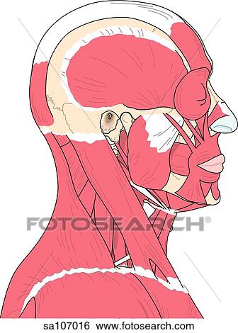 Lateral view of the muscles of the head and deep muscles of the neck. View Large Illustration Stock Illustration - Lateral view of the muscles of the head and deep muscles of the neck.. Fotosearch
