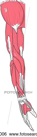 Stock Illustration - Lateral view of the muscles of the right arm.. Fotosearch