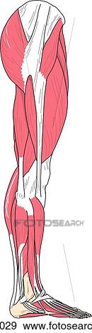 Stock Illustration - Lateral view of the muscles of the right leg.. Fotosearch