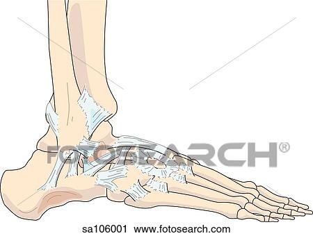 Clip Art - Lateral view of the right ankle joint showing relative postitions of skeletal structures and ligaments.. Fotosearch