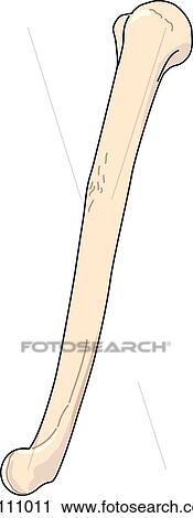 Clip Art - Lateral view of the skeletal anatomy of the right arm (humerus).. Fotosearch