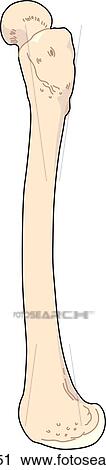 Clip Art - Lateral view of the skeletal anatomy of the right leg (femur).. Fotosearch