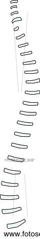 Lateral view of the skeletal anatomy of the spine (intervertebral disks). View Large Illustration Clip Art - Lateral view of the skeletal anatomy of the spine (intervertebral disks).. Fotosearch