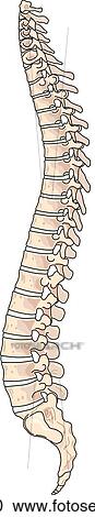 Clipart - Lateral view of the skeletal anatomy of the spine.. Fotosearch