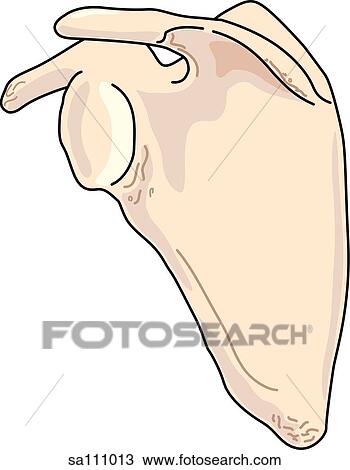 Drawing - Lateral view of the skeletal anatomy of the right arm (scapula).. Fotosearch