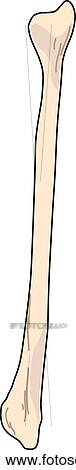 Drawing - Lateral view of the skeletal anatomy of the right leg (fibula).. Fotosearch