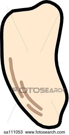 Drawing - Lateral view of the skeletal anatomy of the right leg (patella).. Fotosearch