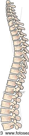 Lateral view of the skeletal anatomy of the spine (vertebrae). View Large Illustration Drawing - Lateral view of the skeletal anatomy of the spine (vertebrae).. Fotosearch