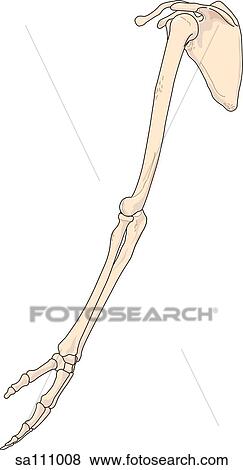 Lateral view of the skeletal anatomy of the right arm. View Large Illustration Stock Illustration - Lateral view of the skeletal anatomy of the right arm.. Fotosearch