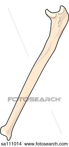 Lateral view of the skeletal anatomy of the right arm (ulna). View Large Illustration Stock Illustration - Lateral view of the skeletal anatomy of the right arm (ulna).. Fotosearch