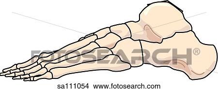 Lateral view of the skeletal anatomy of the right leg (tarsals, metatarsals and phalanges). View Large Illustration Stock Illustration - Lateral view of the skeletal anatomy of the right leg (tarsals, metatarsals and phalanges).. Fotosearch