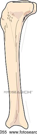 Stock Illustration - Lateral view of the skeletal anatomy of the right leg (tibia).. Fotosearch