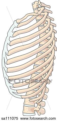 Lateral view of the skeletal anatomy of the ribcage. View Large Illustration Stock Illustration - Lateral view of the skeletal anatomy of the ribcage.. Fotosearch