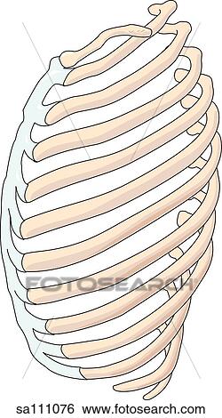 Lateral view of the skeletal anatomy of the ribcage (ribs). View Large Illustration Stock Illustration - Lateral view of the skeletal anatomy of the ribcage (ribs).. Fotosearch