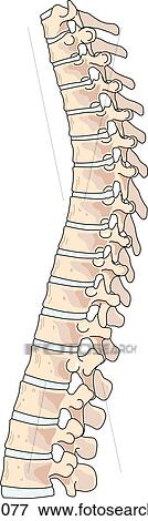 Stock Illustration - Lateral view of the skeletal anatomy of the ribcage (spinal column).. Fotosearch