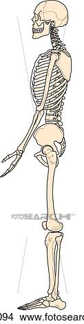 Stock Illustration - Lateral view of the skeletal anatomy of the body.. Fotosearch