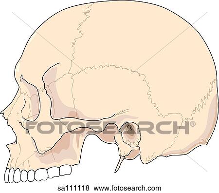 Lateral view of the skeletal anatomy of the skull (maxilla). View Large Illustration Stock Illustration - Lateral view of the skeletal anatomy of the skull (maxilla).. Fotosearch