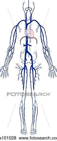 Stock Illustration - Major vessels of the venous system.. Fotosearch