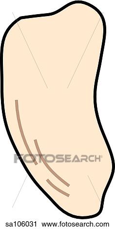 Clip Art - Medial view of the knee joint showing the patella.. Fotosearch