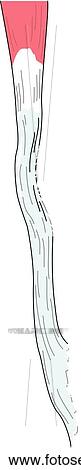 Medial view of the knee joint showing the patellar ligament. View Large Illustration Clipart - Medial view of the knee joint showing the patellar ligament.. Fotosearch