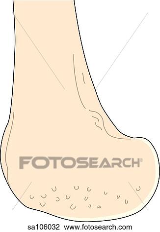 Medial view of the knee joint showing the femur. View Large Illustration Drawing - Medial view of the knee joint showing the femur.. Fotosearch