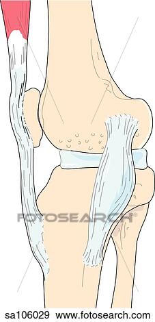 Stock Illustration - Medial view of the knee joint showing relative postitions of skeletal structures and ligaments.. Fotosearch
