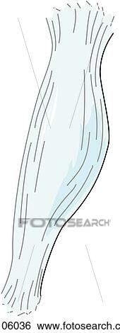 Medial view of the knee joint showing the tibial collateral ligament. View Large Illustration Stock Illustration - Medial view of the knee joint showing the tibial collateral ligament.. Fotosearch
