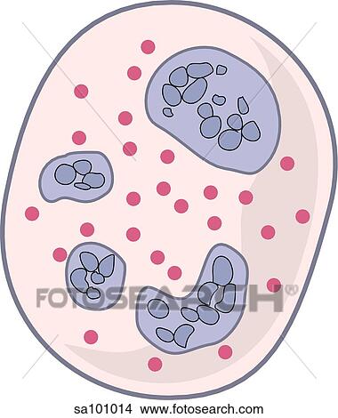 Neutrophil. View Large Illustration Stock Illustration - Neutrophil.. Fotosearch