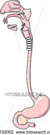Organs of the gastrointestinal tract: esophagus, stomach, and duodenum. View Large Illustration Drawing - Organs of the gastrointestinal tract: esophagus, stomach, and duodenum.. Fotosearch
