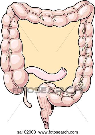 Organs of the gastrointestinal tract: large intestine (colon) and ileum. View Large Illustration Drawing - Organs of the gastrointestinal tract: large intestine (colon) and ileum.. Fotosearch