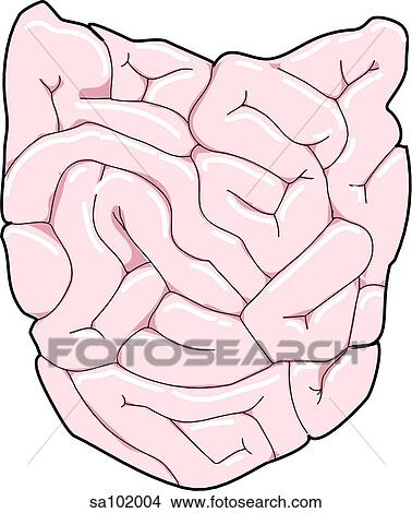 Organs of the gastrointestinal tract: small instestine. View Large Illustration Stock Illustration - Organs of the gastrointestinal tract: small instestine.. Fotosearch