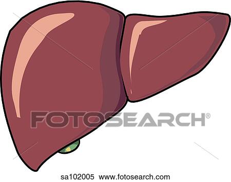 Organs of the gastrointestinal tract: liver and gallbladder. View Large Illustration Stock Illustration - Organs of the gastrointestinal tract: liver and gallbladder.. Fotosearch