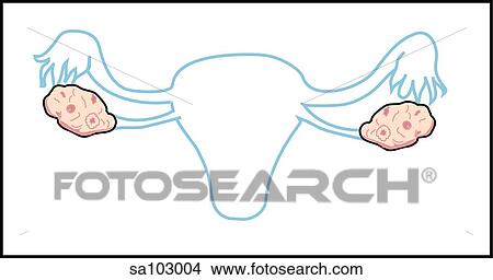 Ovaries. Stock Illustration | sa103004 | Fotosearch