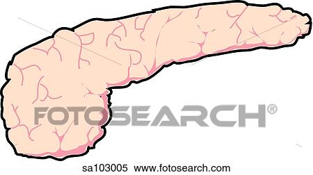 Pancreas. View Large Illustration Stock Illustration - Pancreas.. Fotosearch