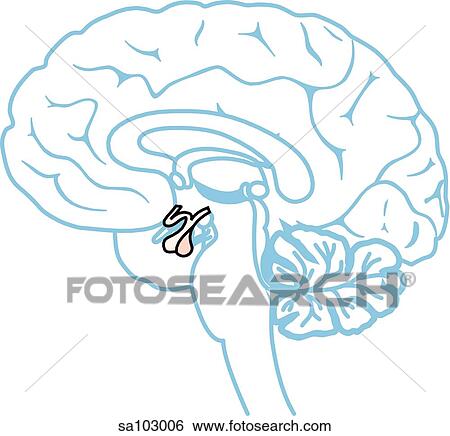 Pituitary gland. View Large Illustration Stock Illustration - Pituitary gland.. Fotosearch