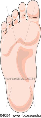 Stock Illustration - Plantar view of the external anatomy of the right foot.. Fotosearch