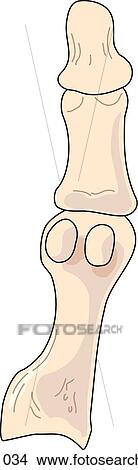 Stock Illustration - Plantar view of the skeletal anatomy of the right foot (1st tarsal, metatarsal and phalange).. Fotosearch