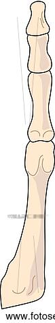 Plantar view of the skeletal anatomy of the right foot (2nd tarsal, metatarsal and phalange). View Large Illustration Stock Illustration - Plantar view of the skeletal anatomy of the right foot (2nd tarsal, metatarsal and phalange).. Fotosearch